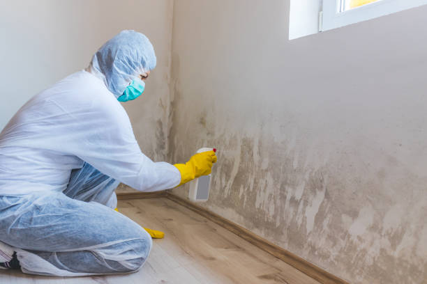 Licensed Mold Inspection service in Occoquan, VA - WQB Mold Removal