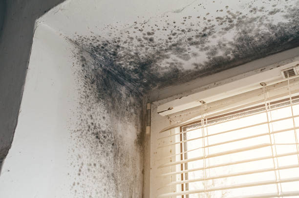 Affordable Mold Inspection solutions in Occoquan, VA
